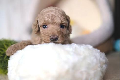 成約済の滋賀県のトイプードル-65618の3枚目