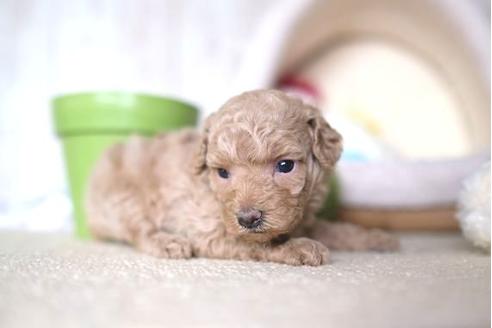 成約済の滋賀県のトイプードル-65618の2枚目