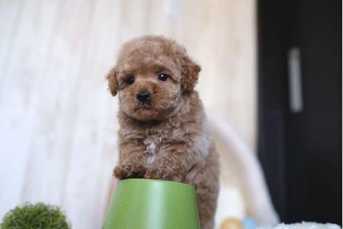 成約済の滋賀県のトイプードル-65648