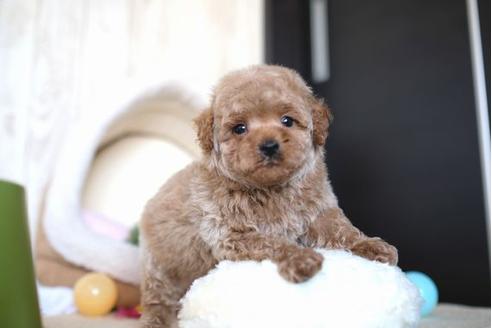 成約済の滋賀県のトイプードル-65648の5枚目