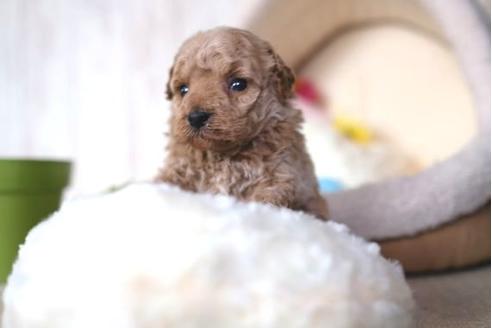 成約済の滋賀県のトイプードル-65648の3枚目