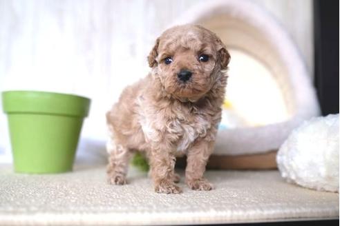 成約済の滋賀県のトイプードル-65648の2枚目