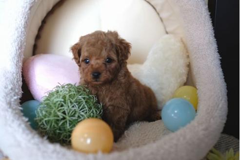 成約済の滋賀県のトイプードル-65649の5枚目