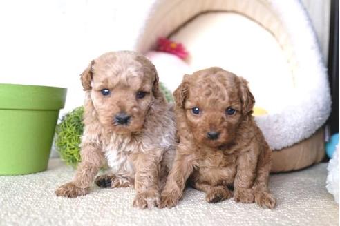 成約済の滋賀県のトイプードル-65649の4枚目