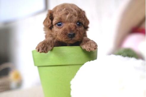 成約済の滋賀県のトイプードル-65649の3枚目