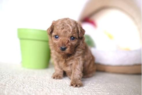 成約済の滋賀県のトイプードル-65649の2枚目