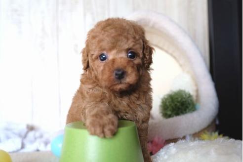 成約済の滋賀県のトイプードル-65673