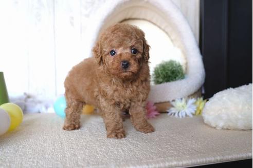 成約済の滋賀県のトイプードル-65673の5枚目