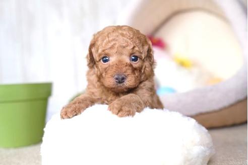 成約済の滋賀県のトイプードル-65673の3枚目