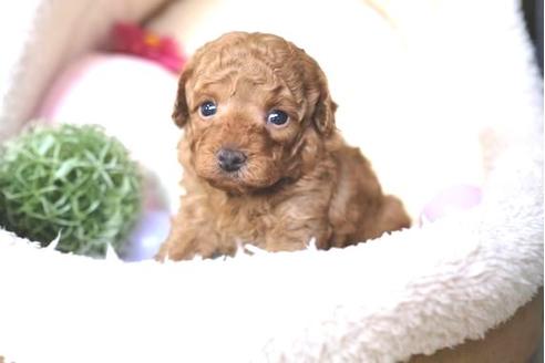 成約済の滋賀県のトイプードル-65673の2枚目