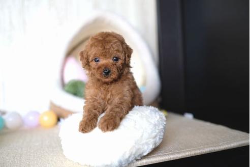 成約済の滋賀県のトイプードル-65682の1枚目