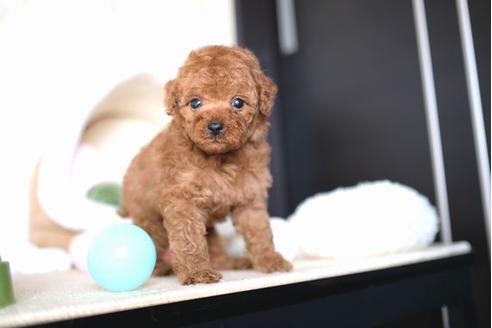 成約済の滋賀県のトイプードル-65682の5枚目