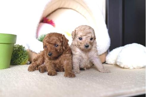 成約済の滋賀県のトイプードル-65682の4枚目