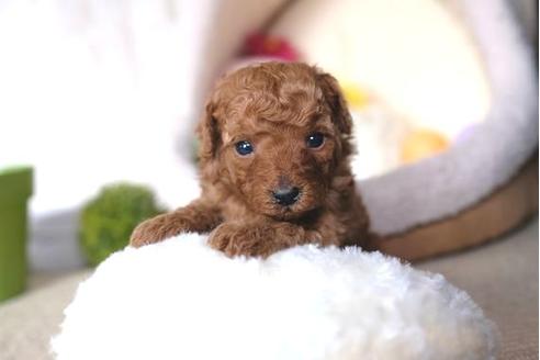 成約済の滋賀県のトイプードル-65682の3枚目