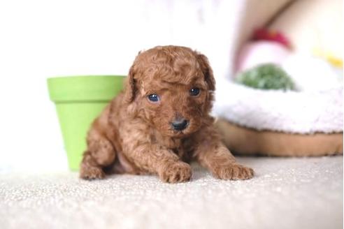 成約済の滋賀県のトイプードル-65682の2枚目