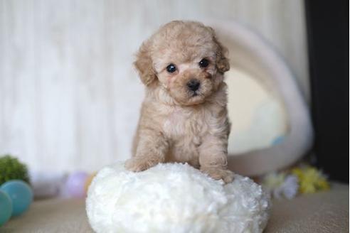 成約済の滋賀県のトイプードル-65683の1枚目