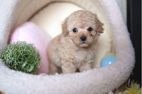 成約済の滋賀県のトイプードル-65683の5枚目