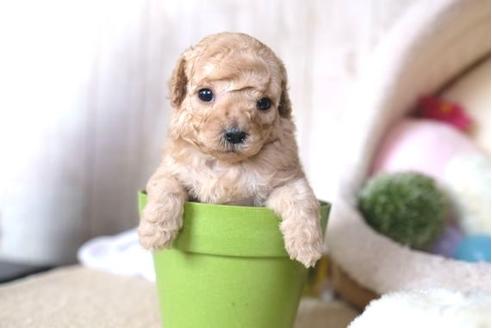 成約済の滋賀県のトイプードル-65683の3枚目