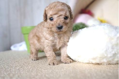 成約済の滋賀県のトイプードル-65683の2枚目