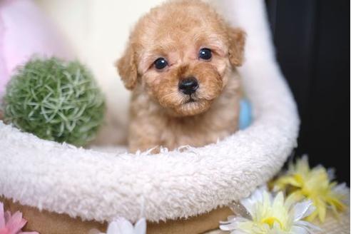 成約済の滋賀県のトイプードル-65693の1枚目