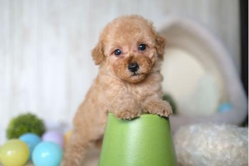 成約済の滋賀県のトイプードル-65693の5枚目