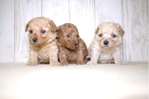 成約済の滋賀県のトイプードル-65693の4枚目