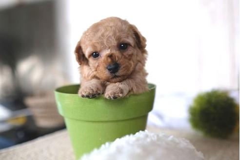 成約済の滋賀県のトイプードル-65693の3枚目