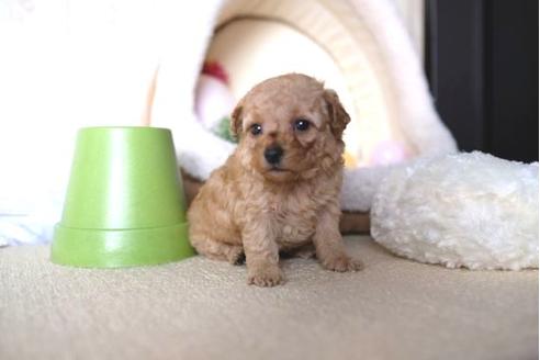 成約済の滋賀県のトイプードル-65693の2枚目