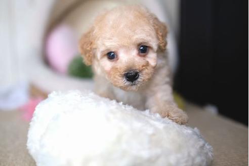 成約済の滋賀県のトイプードル-65695の1枚目