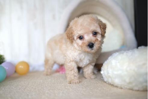 成約済の滋賀県のトイプードル-65695の5枚目