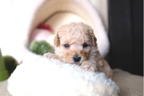 成約済の滋賀県のトイプードル-65695の3枚目