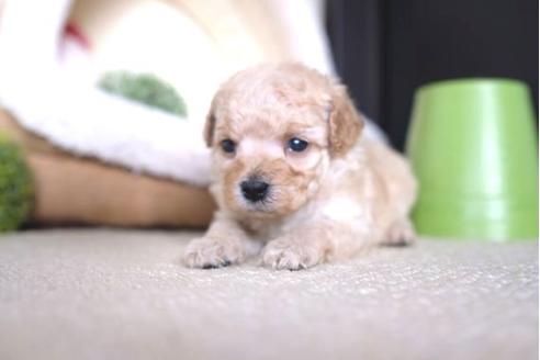 成約済の滋賀県のトイプードル-65695の2枚目