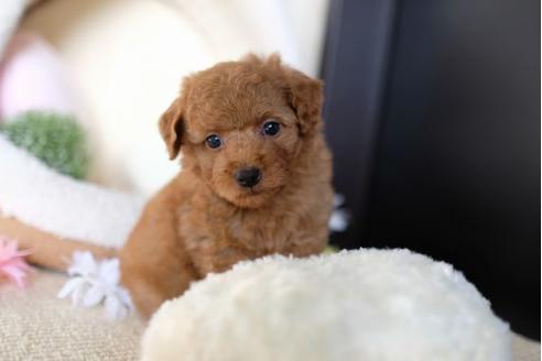 成約済の滋賀県のトイプードル-65696の1枚目