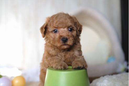 成約済の滋賀県のトイプードル-65696の5枚目