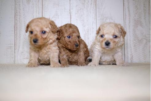 成約済の滋賀県のトイプードル-65696の4枚目