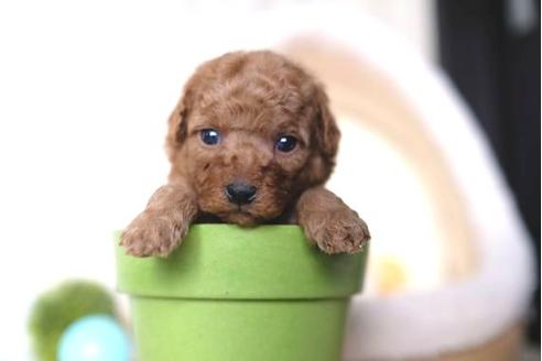 成約済の滋賀県のトイプードル-65696の3枚目