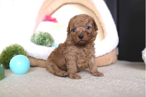 成約済の滋賀県のトイプードル-65696の2枚目