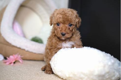 成約済の滋賀県のトイプードル-65705の1枚目