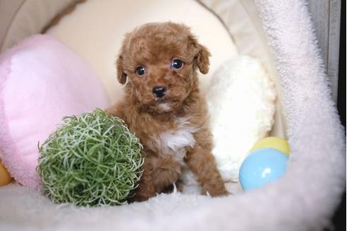 成約済の滋賀県のトイプードル-65705の4枚目