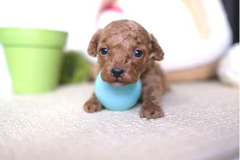 成約済の滋賀県のトイプードル-65705の3枚目