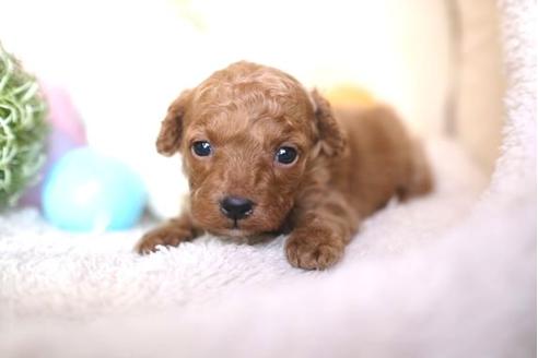 成約済の滋賀県のトイプードル-65705の2枚目