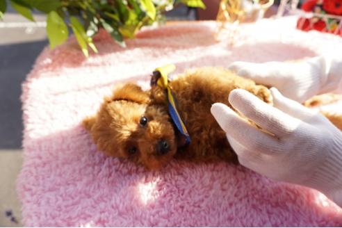 成約済の広島県のトイプードル-66573の4枚目
