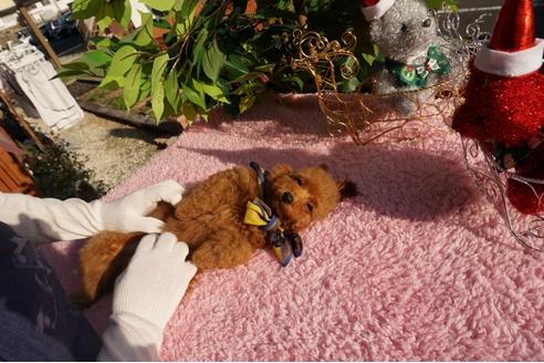 成約済の広島県のトイプードル-66573の5枚目