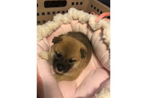 成約済の大分県の柴犬-66550の5枚目