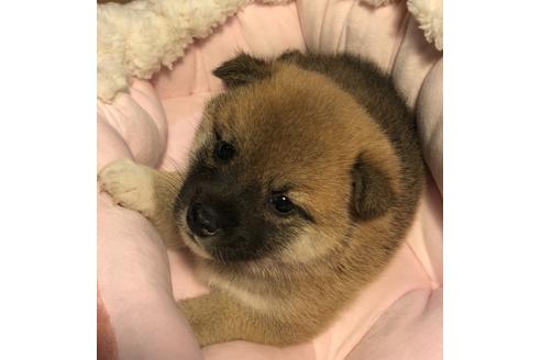 成約済の大分県の柴犬-66550の4枚目