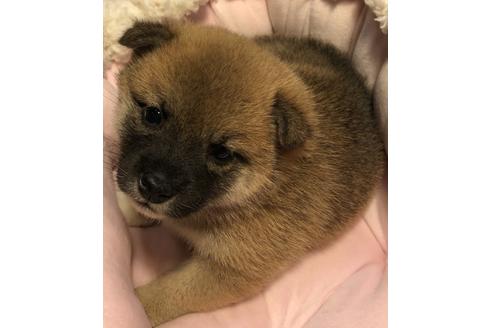 成約済の大分県の柴犬-66550の1枚目