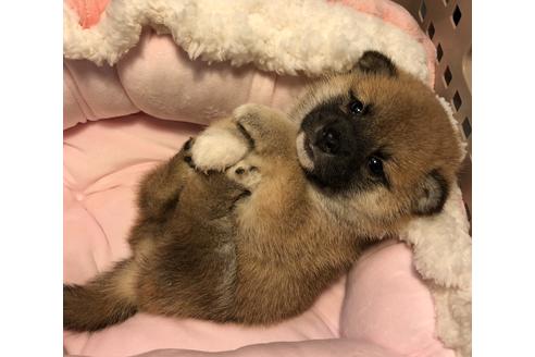 成約済の大分県の柴犬-66550の2枚目
