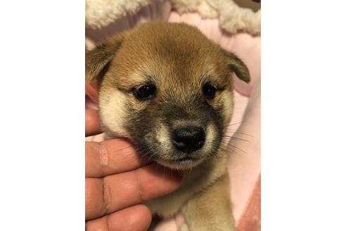 成約済の大分県の柴犬-66551