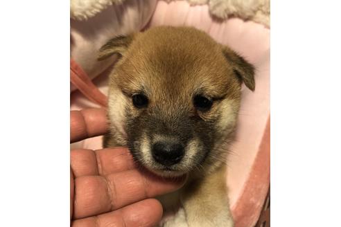 成約済の大分県の柴犬-66551の5枚目