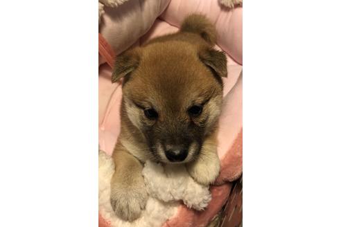 成約済の大分県の柴犬-66551の4枚目